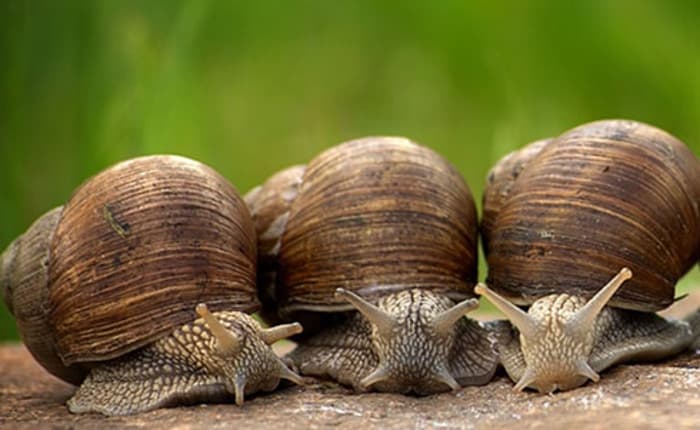 Bien dans sa coquille - L'univers fantastique des escargots