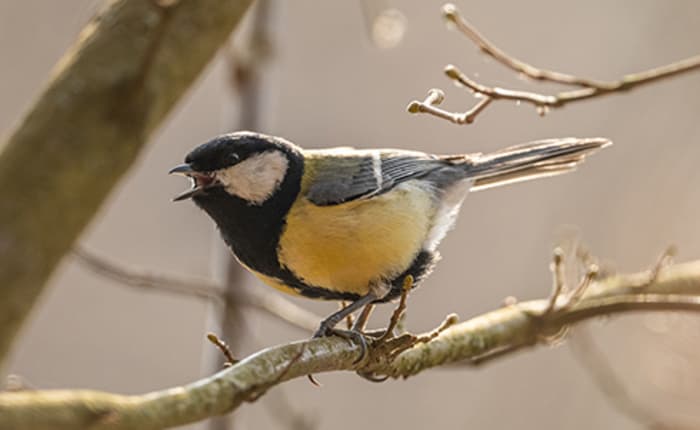 Réveil des oiseaux