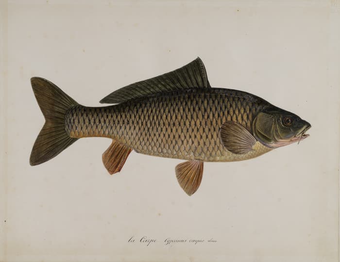 Les poissons du Léman