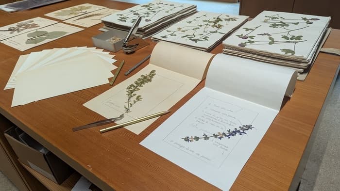 Venez composer votre planche d’herbier « à la Rousseau » !