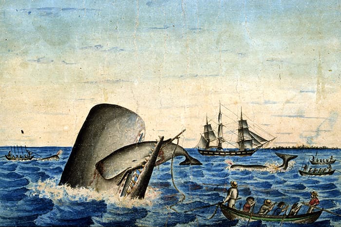 Des baleines dans la littérature: entre mythe et cétologie