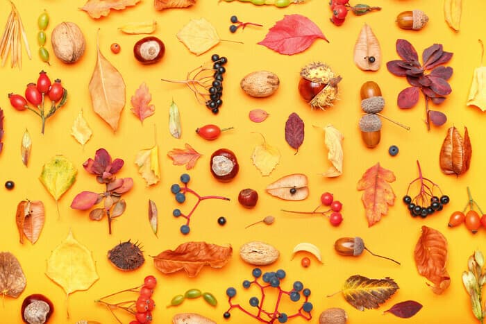 Trésors d'automne : balade et atelier
