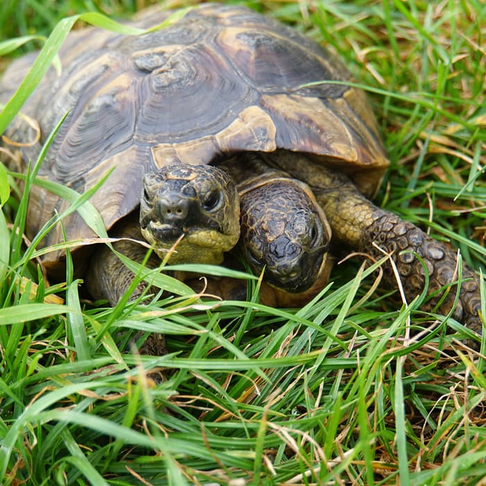 Journée spéciale Janus au Bioparc