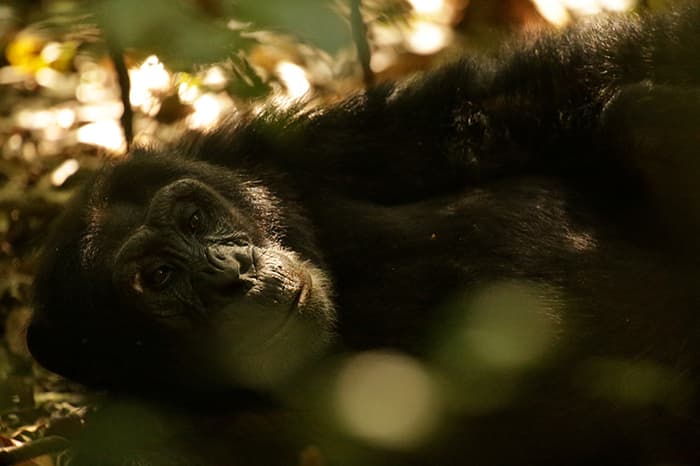 Et le singe inventa la culture