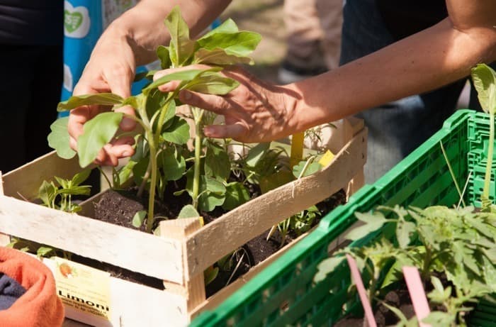 Marché aux plantons - association les Artichauts