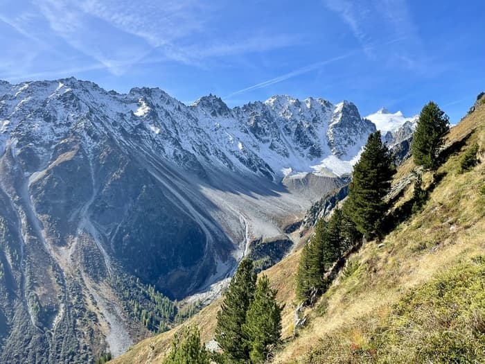 Should I stay or should I go? Comment les plantes alpines évitent (ou pas) le clash du réchauffement climatique