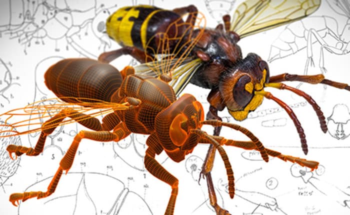 Métiers du Muséum - Bzzz... reproductions de frelons en 3D