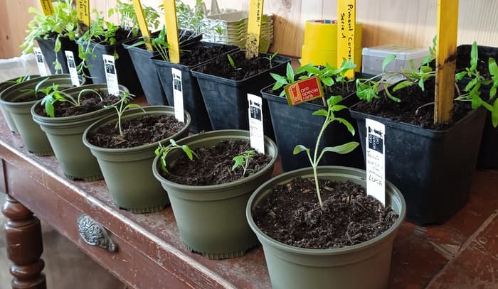 Préparation de plantons