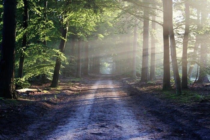 Ateliers pour seniors:  «Bain de forêt et haïkus»