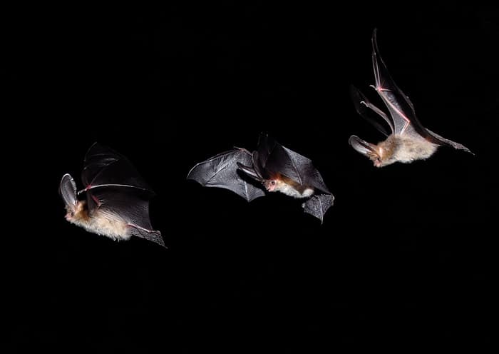 À la découverte des chauves-souris: Dans le cadre de « La nuit est belle ! »