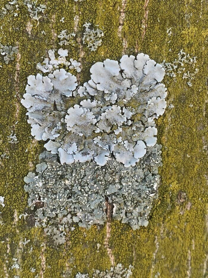 Balade au fil des champigons