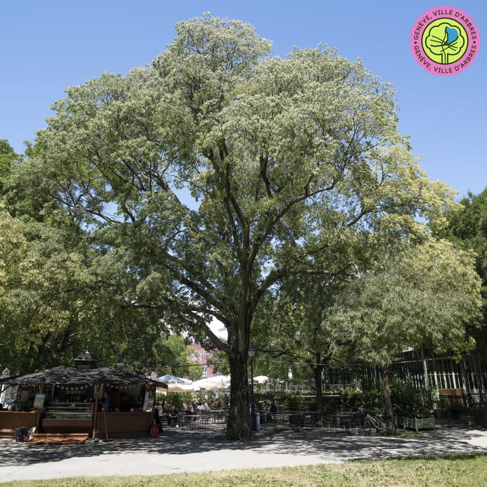 Balade au fil des arbres: porter son regard plus haut