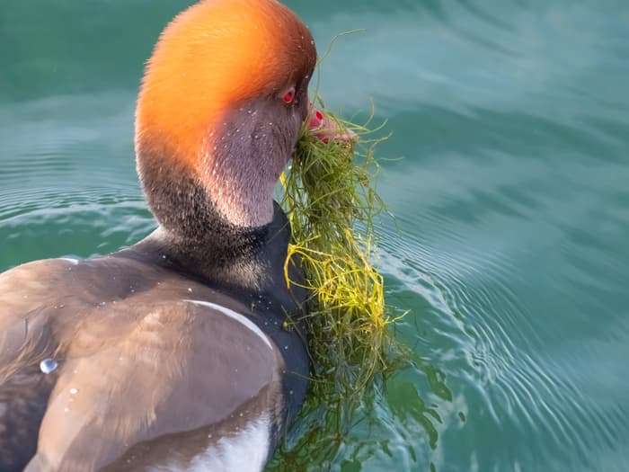 Les ailes du Léman : découvrir les oiseaux du lac