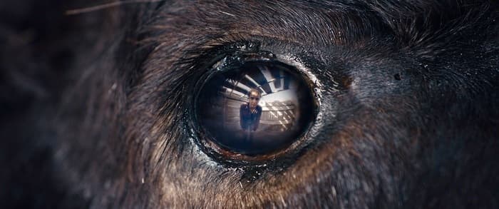 Festival International du Film Fantastique de Neuchâtel : Animale
