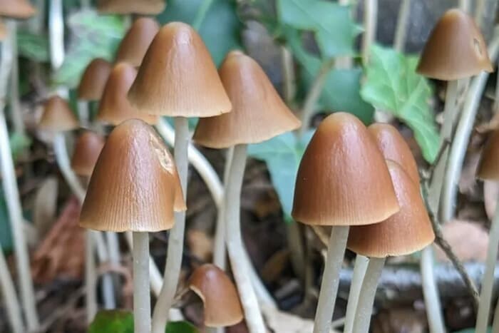 Les secrets du monde fongique : à la découverte des champignons de notre Jardin