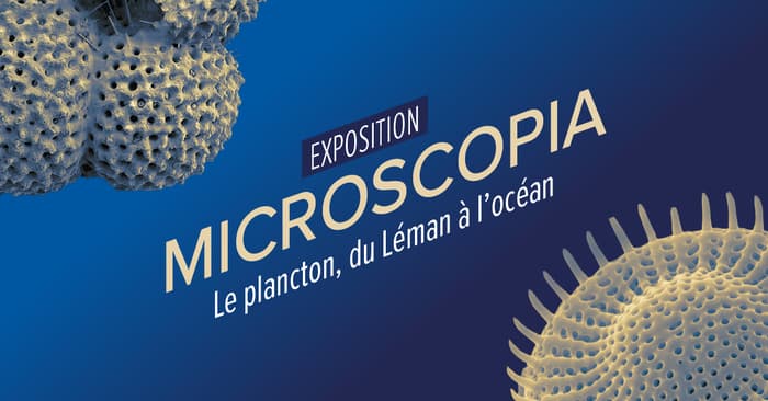 MICROSCOPIA – Le plancton, du Léman à l’océan