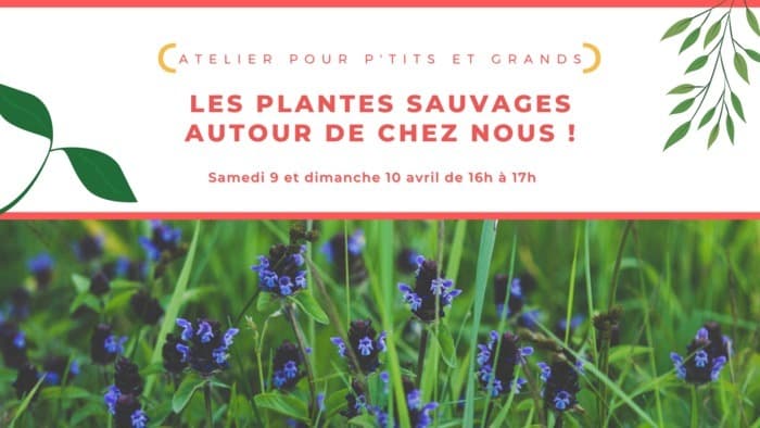 Atelier Plantes sauvages pour petits et grands