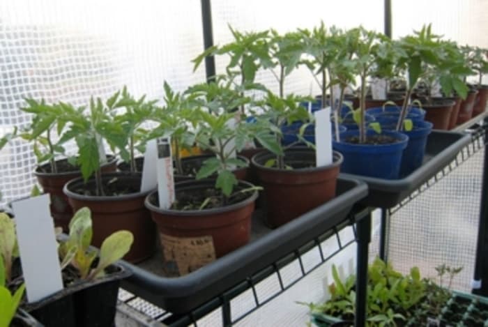Festival de la tomate