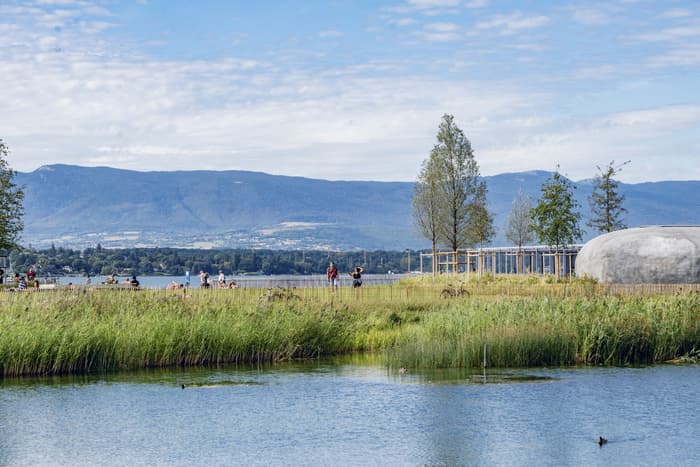 Les projets de conservation autour de la littorelle : visite de la roselière de la Plage des Eaux-Vives