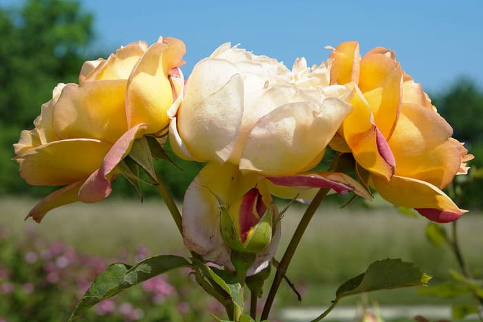 La rose, histoire de la fleur qui est devenue reine
