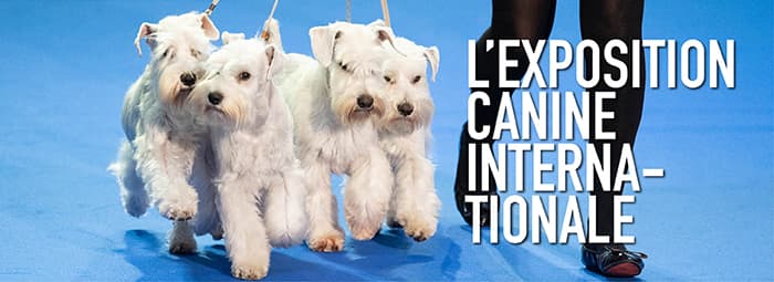 L'exposition canine internationale