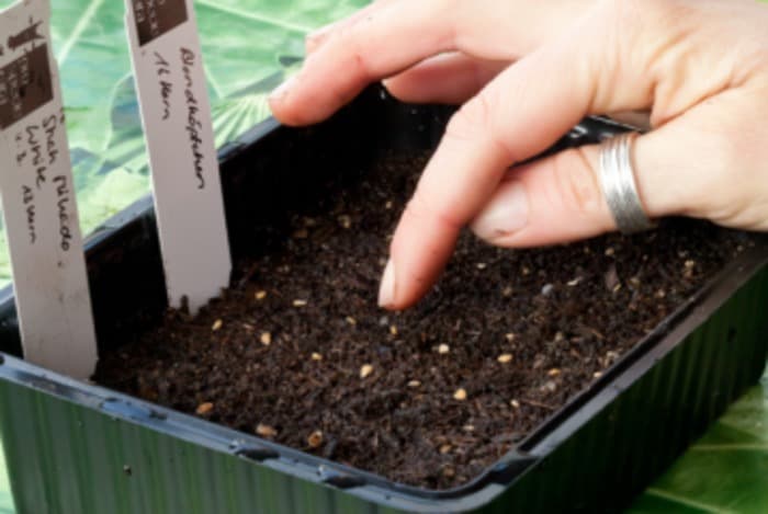 Atelier: Préparation de plantons