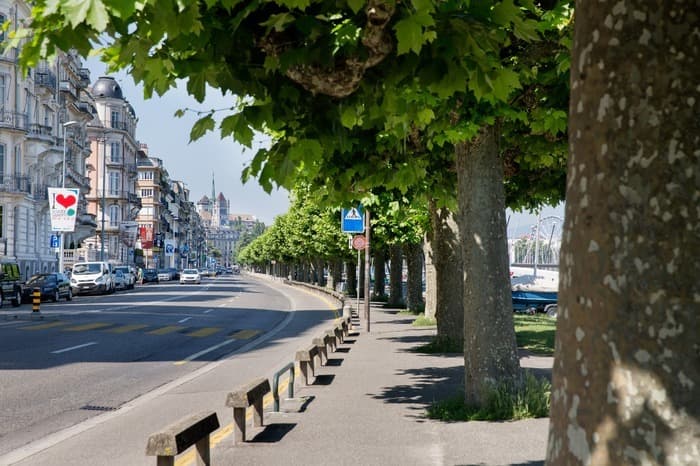 Visite publique - Arbres dépérissant