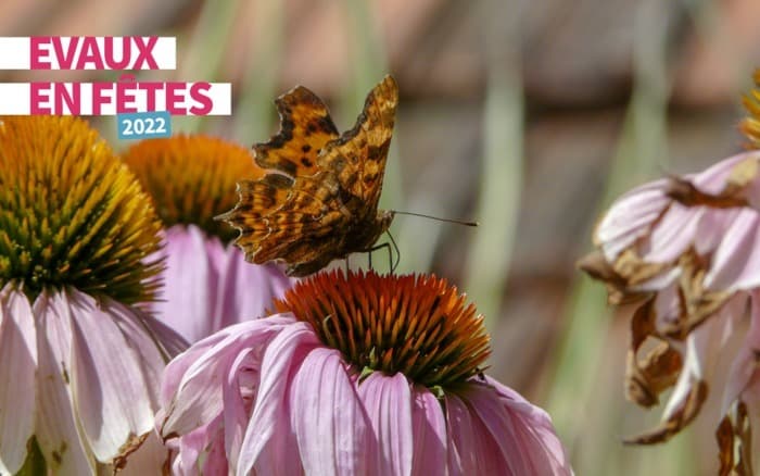 Découverte des insectes