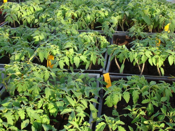 Samedi de la tomate