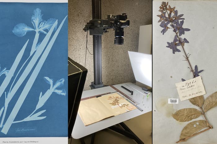 Comment reproduire une planche d’herbier ? Un voyage historique et pratique