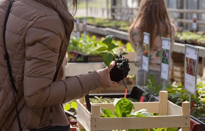 Marché de plantons - Semences de Pays