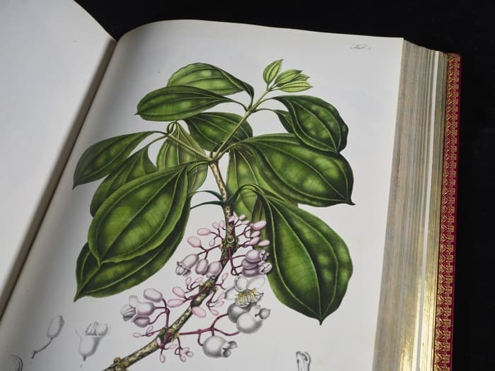 Feuilleter et butiner. Splendeurs de la botanique au fil des siècles