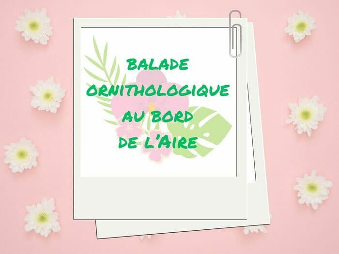 Ornithologie au bord de l'Aire