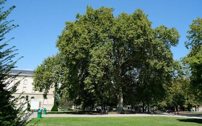 Balade botanique au parc des Bastions : histoire, arbres et patrimoine en plein cœur de Genève