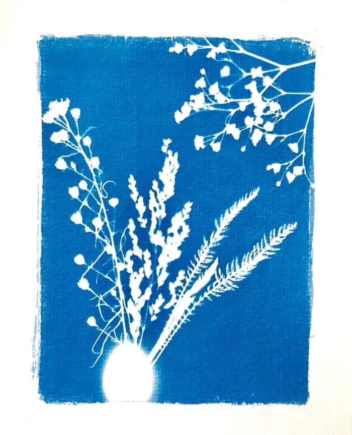 Jeudi 14 août de 17h à 19h, pour tous publics, atelier de Cyanotype à la buvette au parc de Beaulieu