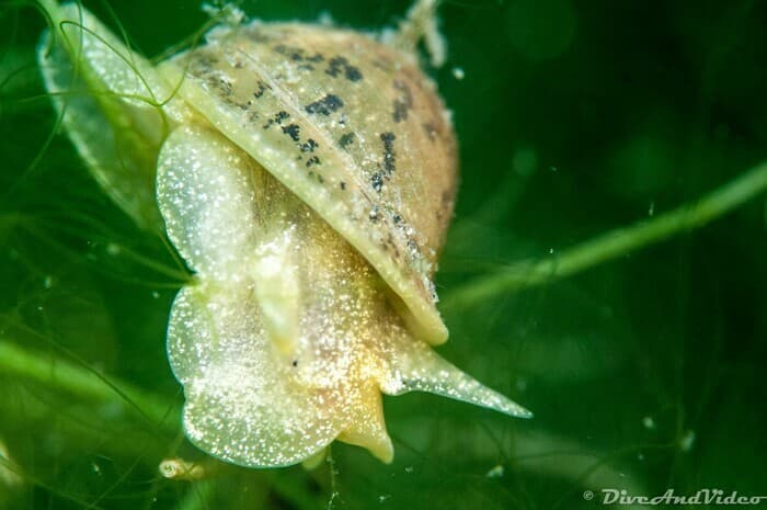 Vie cachée du Léman : mollusques et crustacés sous la loupe