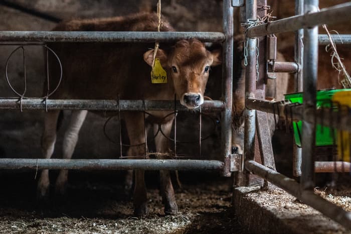 Le spécisme : qu'est-ce que c'est et en quoi est-ce immoral?