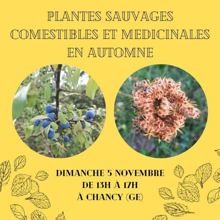 Sortie plantes sauvages comestibles et médicinales d’automne