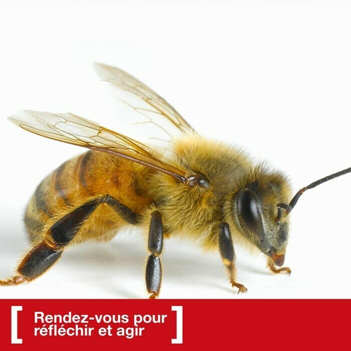 Parcours «On en discute». «Être(s) ensemble» avec les abeilles.