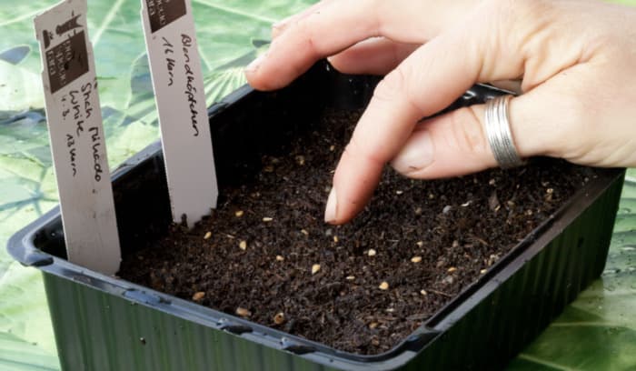 Préparation de plantons avec ProSpecieRara