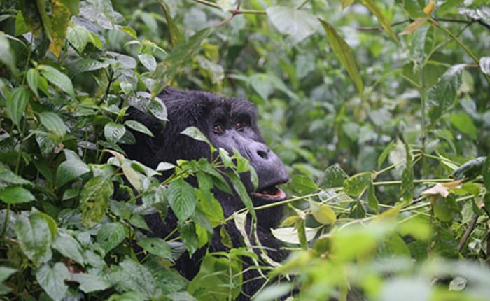 Conférence Société de Zoologie Genève