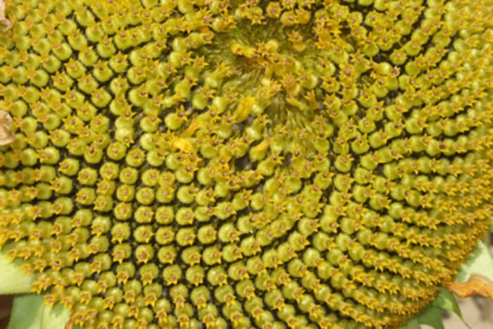 Quand les plantes font de la géométrie : spirales et symétries