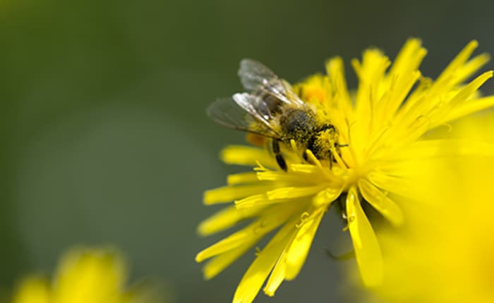 Fabrication de gîtes à abeilles solitaires