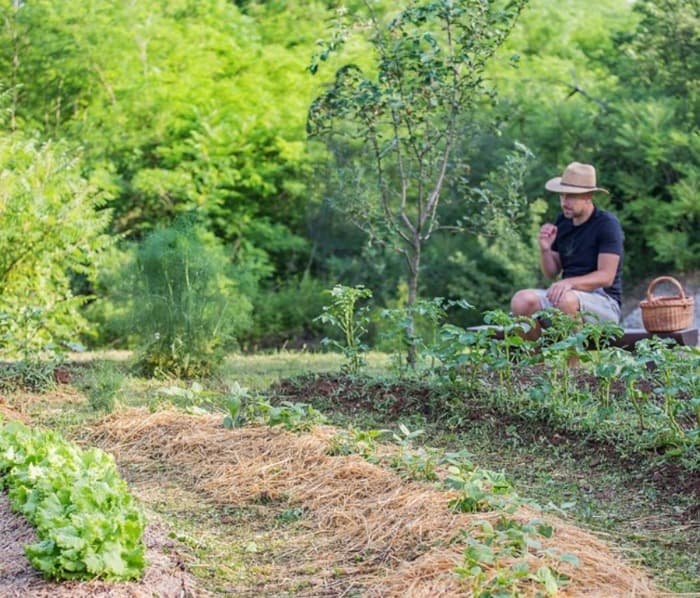 Initiation à la permaculture