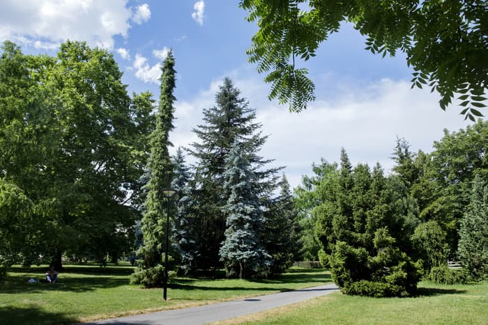 Visite commentée sur les abattages d’arbres en Ville de Genève