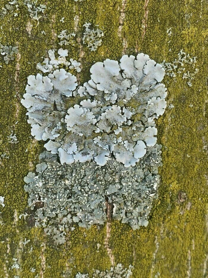 Balade au fil des champignons