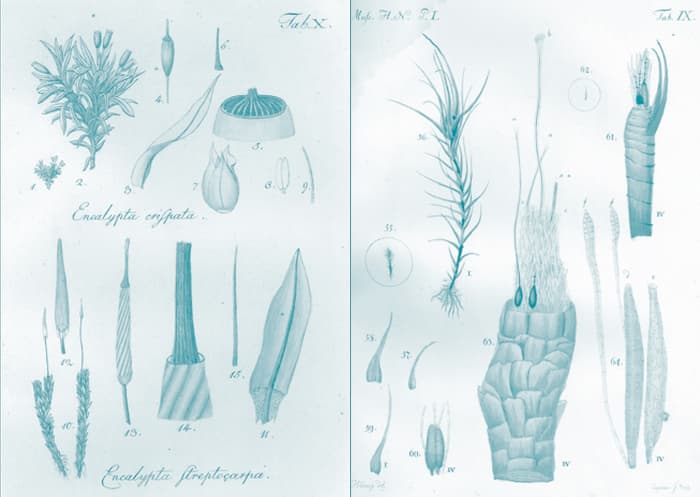 Les beautés d’un herbier historique de mousses du XVIIIe siècle : échantillons et gravures de Johannes Hedwig