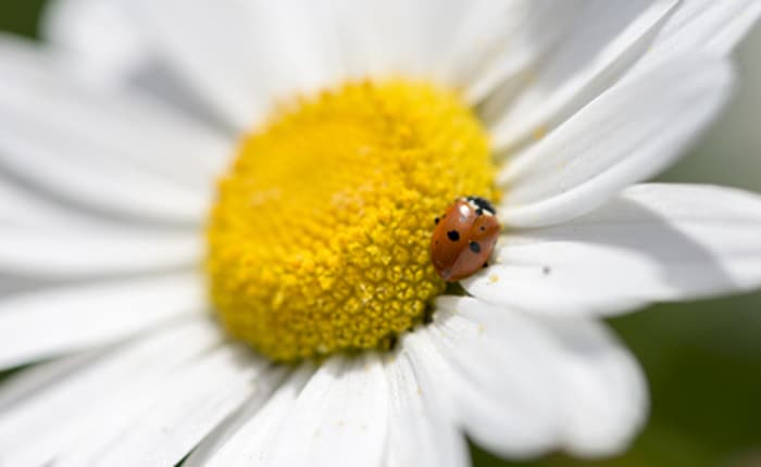 La biodiversité via votre smartphone