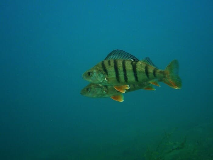 Rencontres aquatiques, à la découverte des poissons du Léman