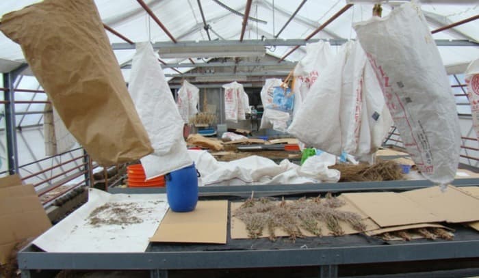 Atelier de battage de graines